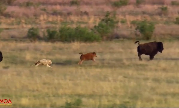 Ảnh cắt từ clip.