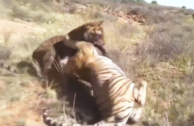 Ảnh cắt từ clip.