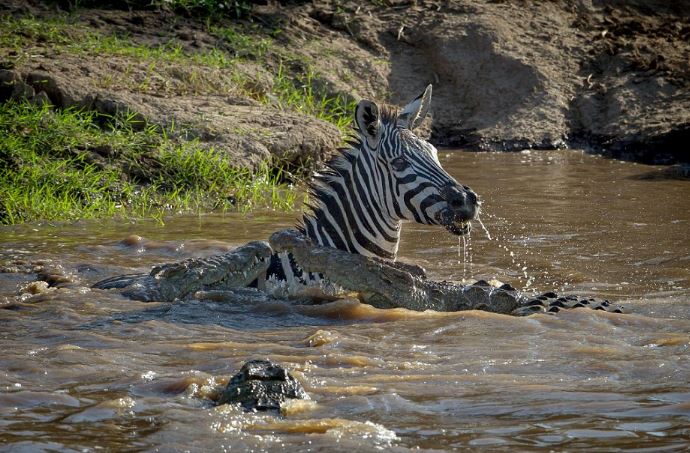 Cá sấu tấn công ngựa vằn.