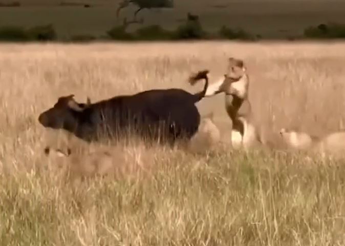 Trâu rừng đá bay sư tử để tìm đường trốn chạy.