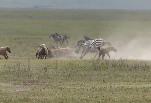 Ảnh cắt từ clip.