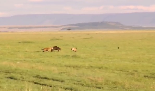 Ảnh cắt từ clip.