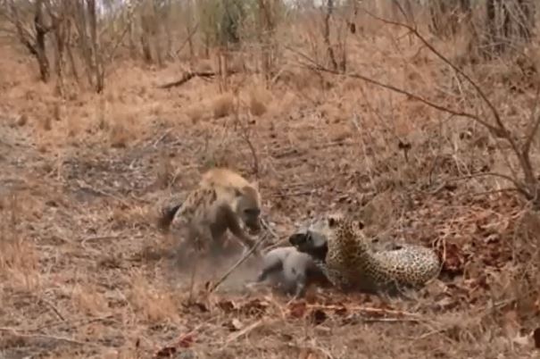 Linh cẩu cướp mồi của báo hoa mai.