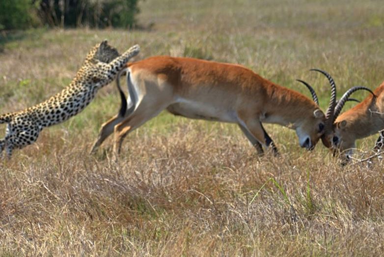 Báo săn linh dương.