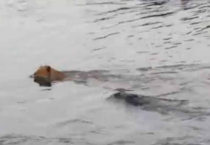 Ảnh cắt từ clip.