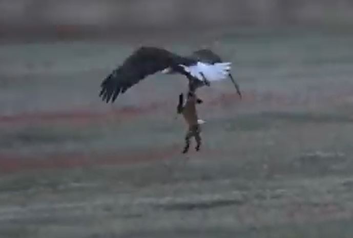 Ảnh cắt từ clip.