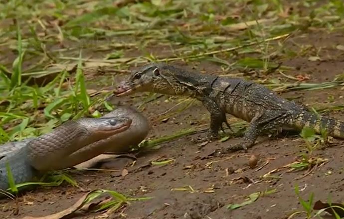 Ảnh cắt từ clip.