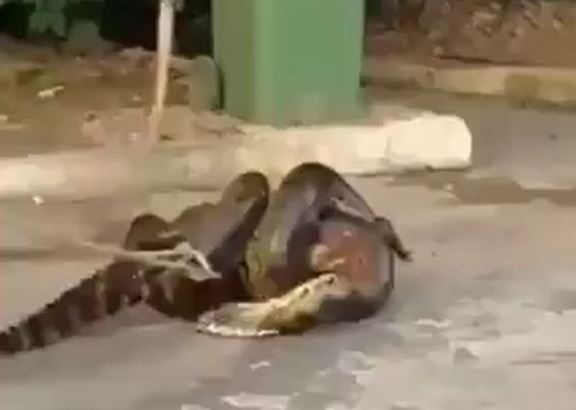 Ảnh cắt từ clip.