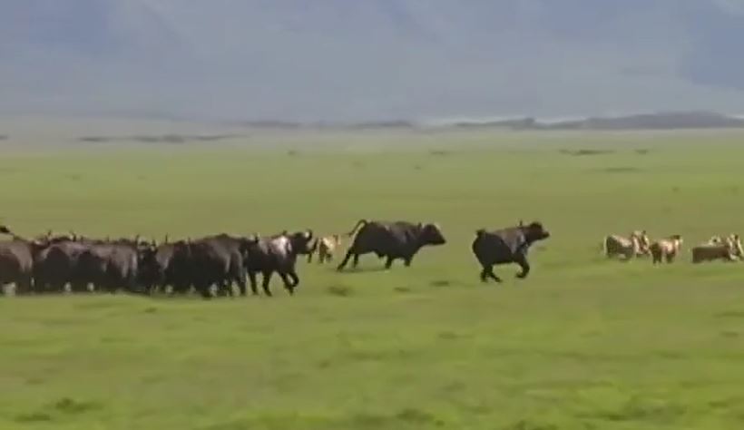 Ảnh cắt từ clip.