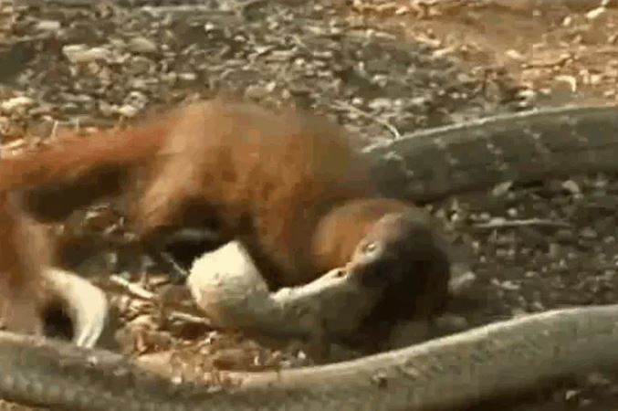 Ảnh cắt từ clip.