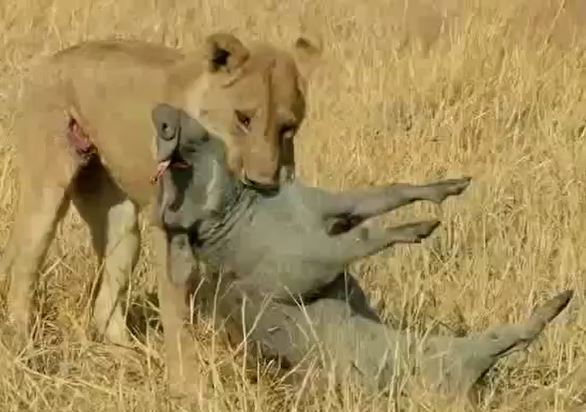 Ảnh cắt từ clip.