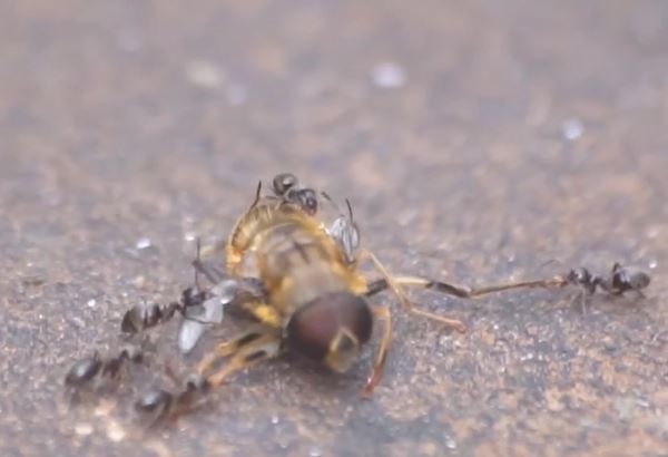 Ảnh cắt từ clip.