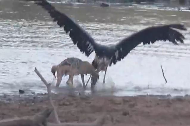 Ảnh cắt từ clip.