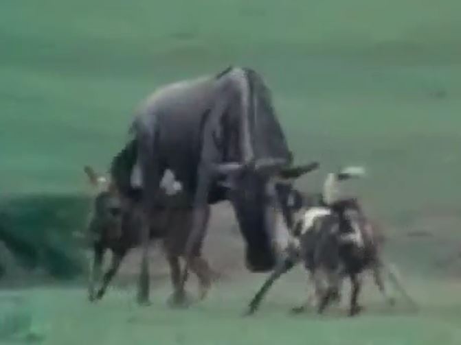 Ảnh cắt từ clip.