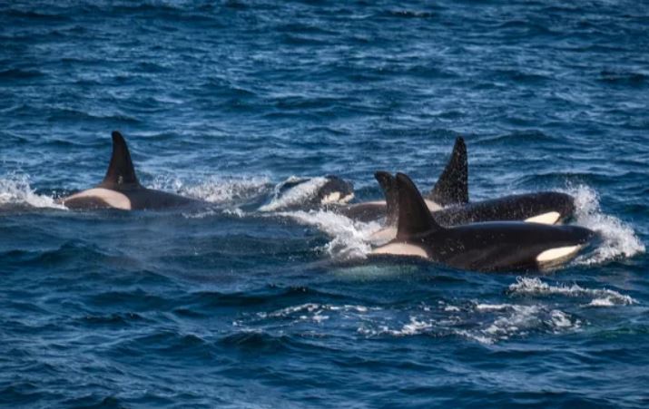 Bầy cá voi sát thủ săn mồi.