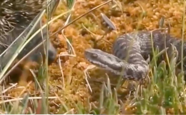 Ảnh cắt từ clip.