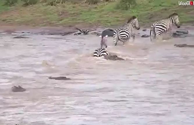 Ảnh cắt từ clip.