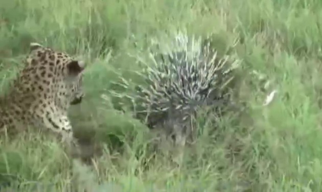 Ảnh cắt từ clip.