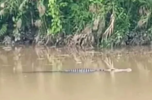 Con cá sấu lao ra khỏi mặt nước và ngoạm chặt Sarangadi bằng hàm răng của nó.