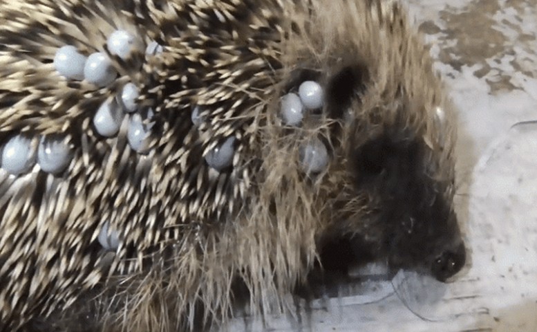 Ảnh cắt từ clip.