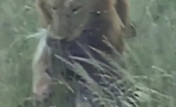 Ảnh cắt từ clip.