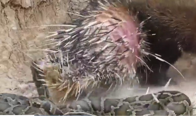 Ảnh cắt từ clip.