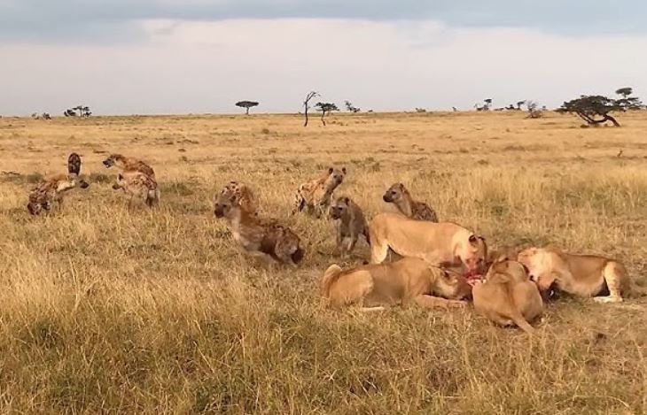 Linh cẩu hoảng loạn khi thây sư tử đực.