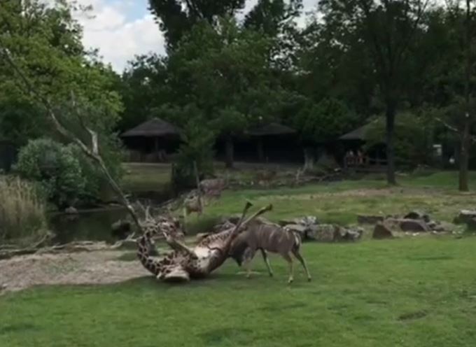 Ảnh cắt từ clip.