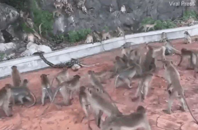 Ảnh cắt từ clip.