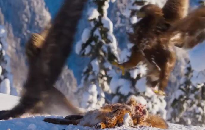 Ảnh cắt từ clip.