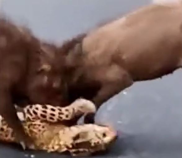 Ảnh cắt từ clip.