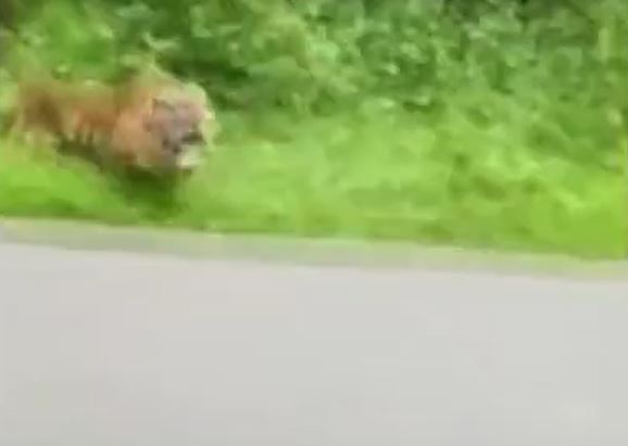 Ảnh cắt từ clip.