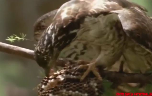 Ảnh cắt từ clip.