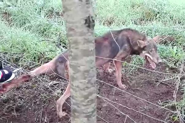 Ảnh cắt từ clip.