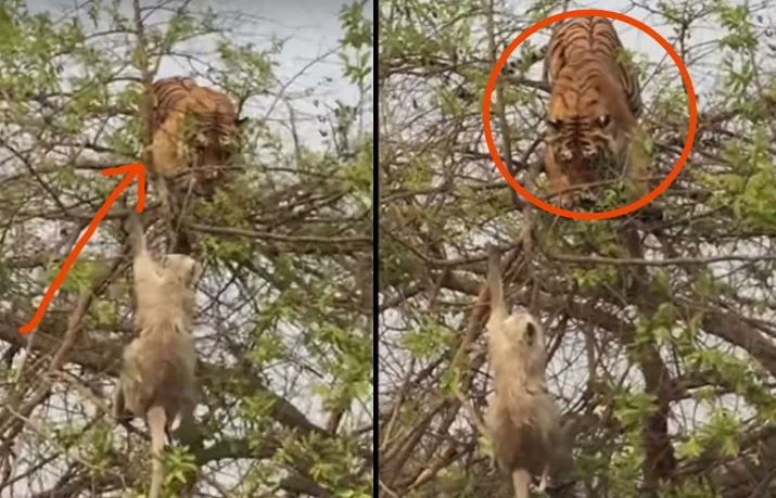 Hổ trèo cây săn khỉ.