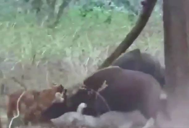 Ảnh cắt từ clip.