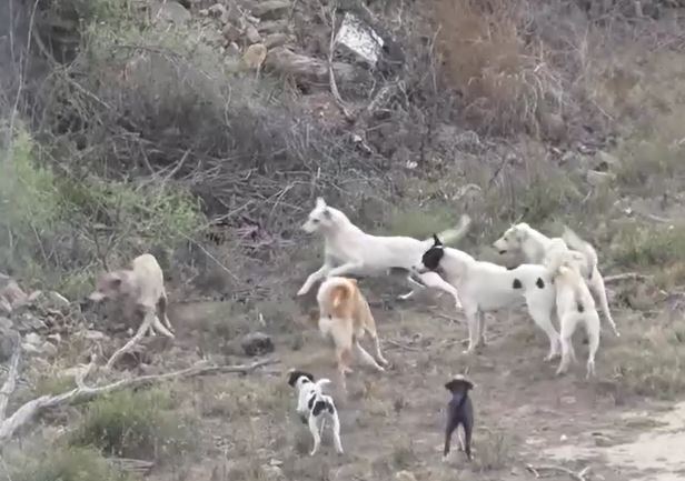 Ảnh cắt từ clip.