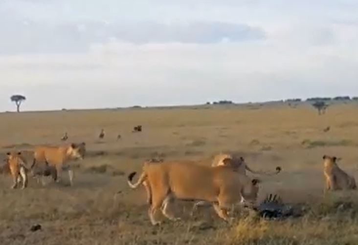 Ảnh cắt từ clip.