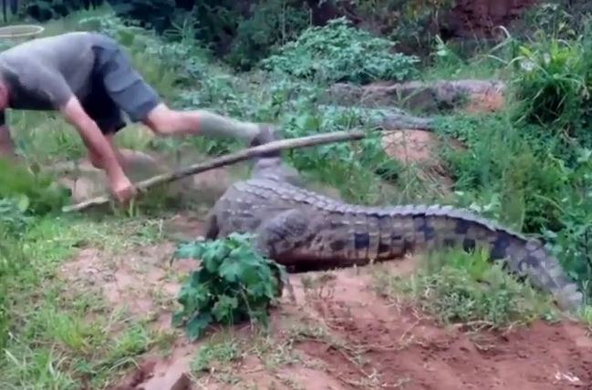 Ảnh cắt từ clip.