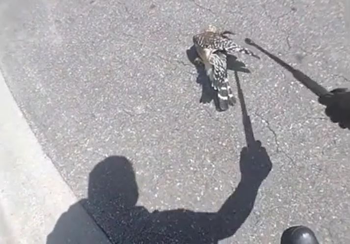 Ảnh cắt từ clip.