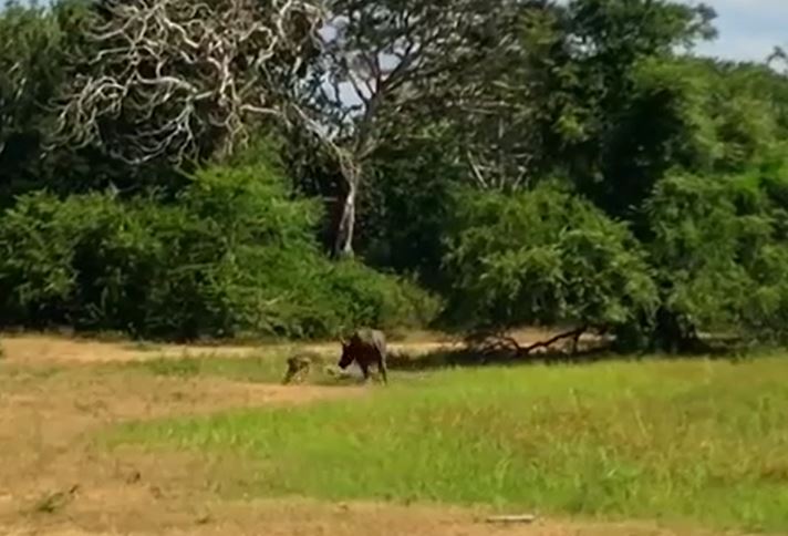 Ảnh cắt từ clip.