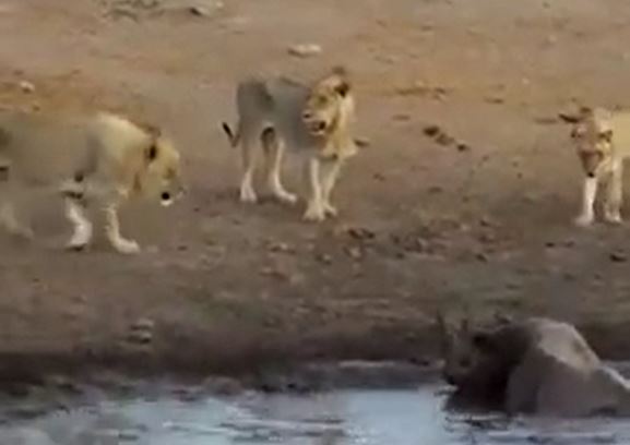 Ảnh cắt từ clip.