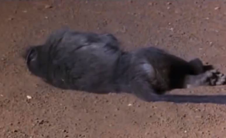 Khỉ đầu chó bất tỉnh khi bất ngờ chạm trán rắn.