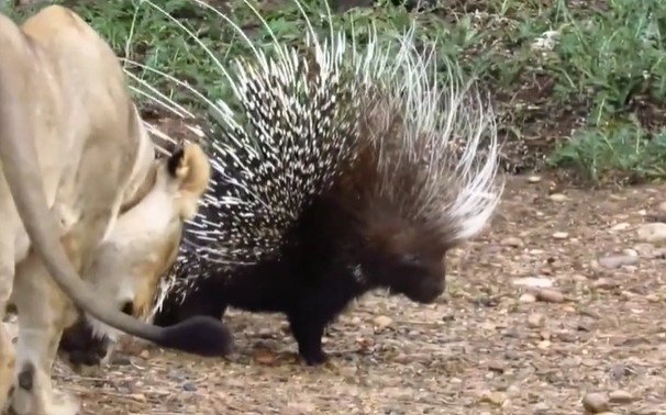 Ảnh cắt từ clip.