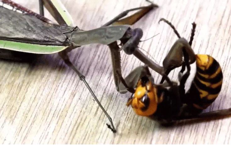 Ảnh cắt từ clip.