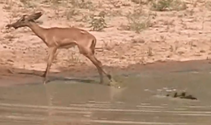 Cá sấu tóm gọn linh dương.