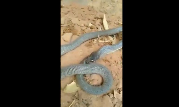 Ảnh cắt từ clip.