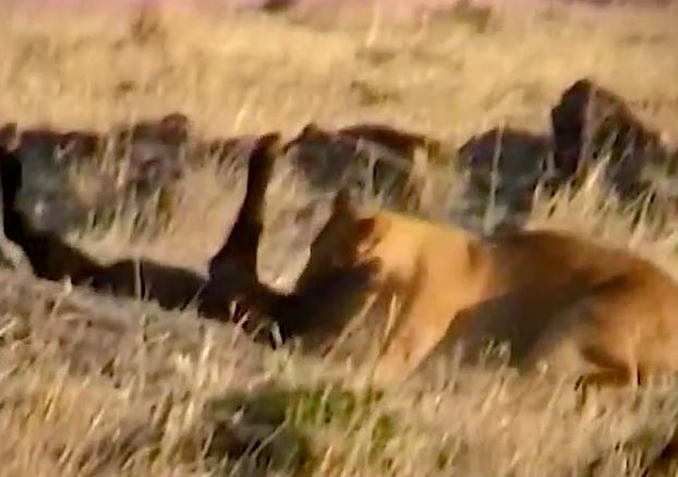 Ảnh cắt từ clip.