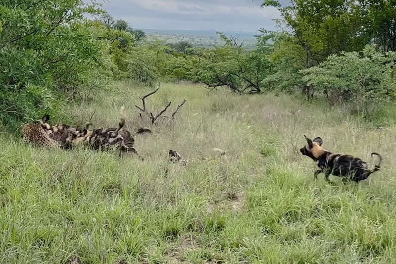 Ảnh chụp màn hình.