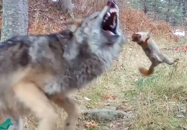 Ảnh cắt từ clip.